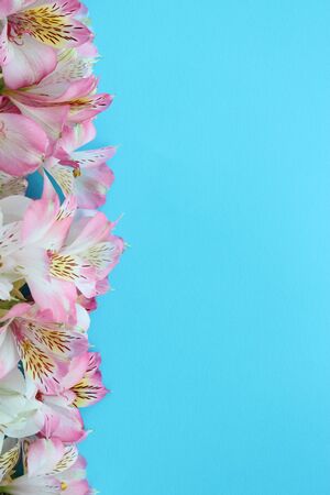 Beautiful flowers on turquoise backgroundの写真素材