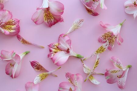 Beautiful flowers on light pink summer backgroundの写真素材