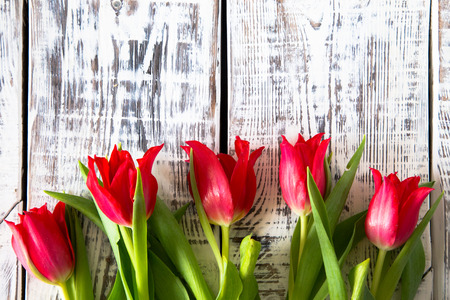 Fresh red tulips on light background. Selective focus. Place for text.の写真素材