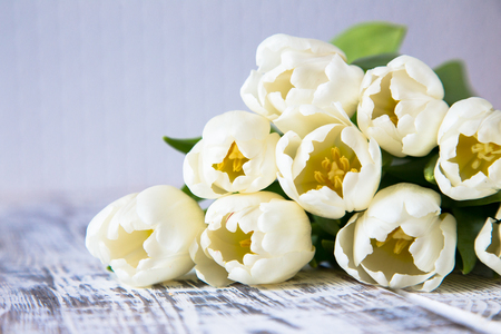 Fresh white tulips on light background. Selective focus.の写真素材