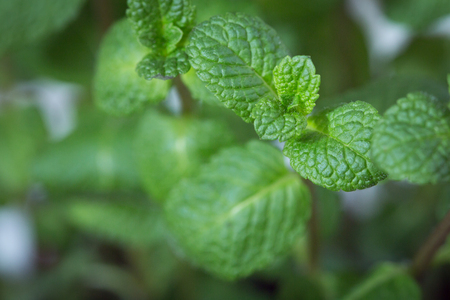 Fresh growing green mintの写真素材