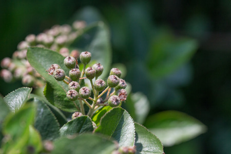 Green twig of irga with not ripe berries.の写真素材