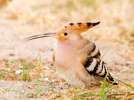beautiful eurasian hoopoe (Upupa epops) - feeding on insectsの写真素材