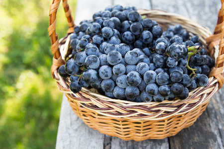 Red wine grapes. dark grapes, blue grapes, wine grapes in a basket.の写真素材