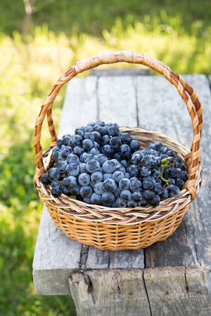 Red wine grapes. dark grapes, blue grapes, wine grapes in a basket.の写真素材