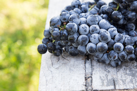 Red wine grapes. dark grapes, blue grapes, wine grapes in a basket.の写真素材