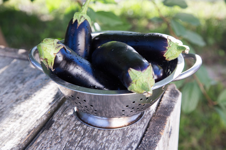 eggplant in colander on a rustic table. sunlight, selective focus.の写真素材