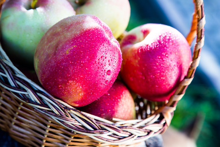 ripe apples in basket on rustic table. red autumn apples.