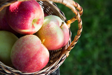 ripe apples in basket on rustic table. red autumn apples.の写真素材