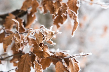 frozen leaves in the snowの写真素材