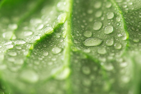 water drops on leaf spinach closeup. vegetable backgroundの写真素材