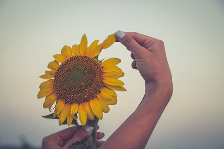 beautiful sunflower and  woman hand at sunset. toning photo.の写真素材