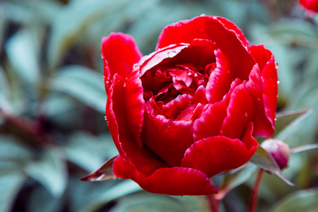 floral wallpaper, background from flower petals. Trendy color. Bloom love concept. Card, text place, copy space.の写真素材