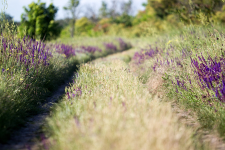 Blooming wild flower - meadow flower. Beautiful field with blur background.の写真素材