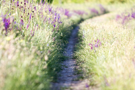 Blooming wild flower - meadow flower. Beautiful field with blur background.の写真素材
