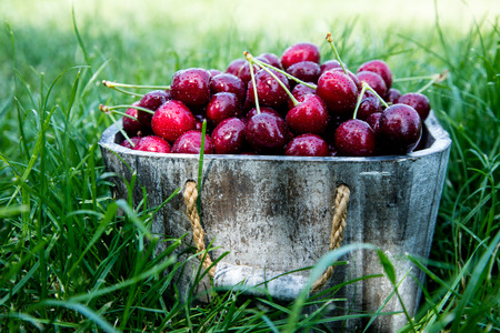 Cherry basket. cherry tree branch. fresh ripe cherries. sweet cherries in garden.の写真素材