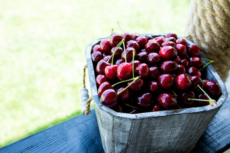 Cherry basket. cherry tree branch. fresh ripe cherries. sweet cherries in garden.