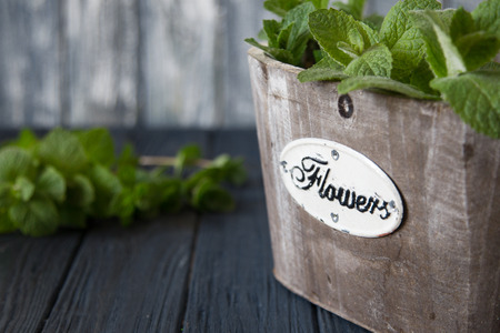 Fresh mint leaves herb. selective focus, copy space.の写真素材