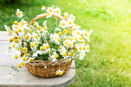 Daisy flowers in the basket. Basket with chamomile in the gardenの写真素材