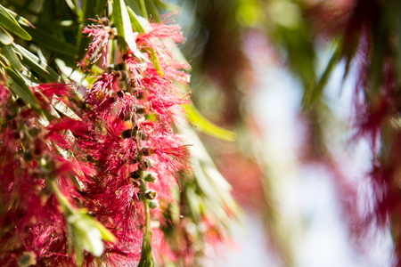 Abstract natural backgrounds with beauty bokeh.の写真素材