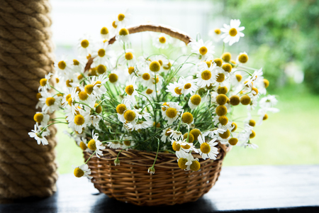 Daisy flowers in the basket. Basket with chamomile in the gardenの写真素材