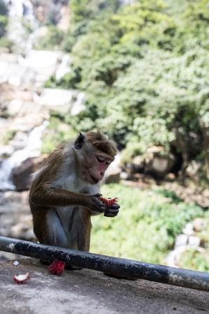 Monkey eating fruit against blurred green background