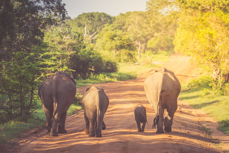 Elephant Family in Sri Lanka Game Park crossing street. elephant family on the move towards a water hole.の写真素材