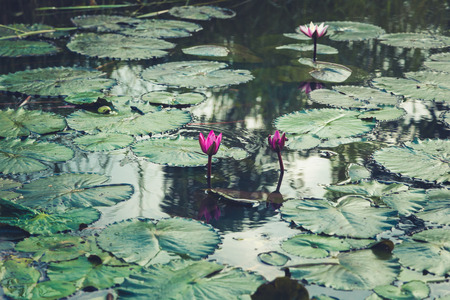 Pink water lily on lilypads in a pond. Beautiful water lilies.