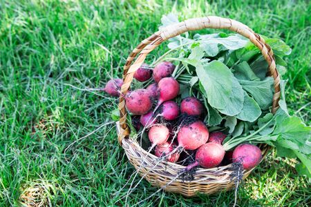 Freshly harvested radish. Fresh red white organic radishes with leaves on basket/の写真素材
