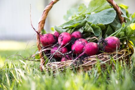 Freshly harvested radish. Fresh red white organic radishes with leaves on basket/の写真素材