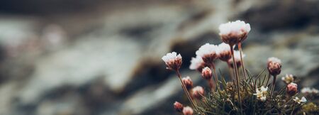Verbena. beautiful flower, sea and mountain. Faroe islands, Denmark.の写真素材