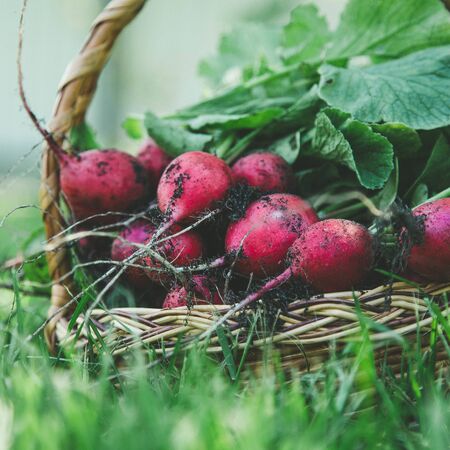 Freshly harvested radish. Fresh red white organic radishes with leaves on basket/の写真素材