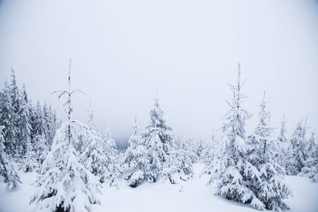 Beautiful winter mountain landscape. Winter landscape with fresh snow in a mountain forestの写真素材