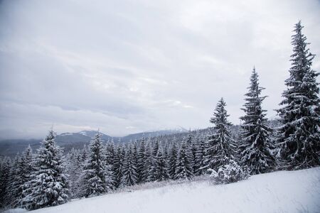 Beautiful winter mountain landscape. Winter landscape with fresh snow in a mountain forestの写真素材
