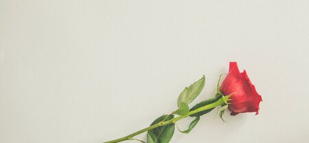 Red roses on white background. Valentines Day background, wedding day.の写真素材