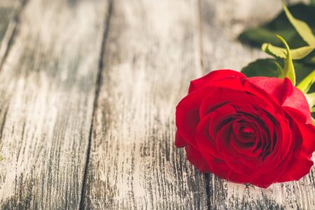 Red roses on white background. Valentines Day background, wedding day.の写真素材