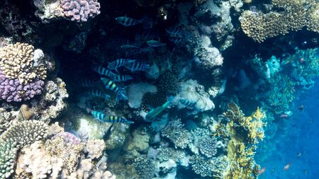 Coral Reef at the Red Sea,Egypt. Underwater landscape with fish and reefs/