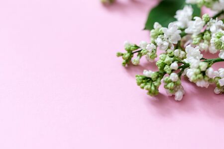Spring flowers. Frame of twigs of blooming white lilac on a pink background. top view. place for textの写真素材