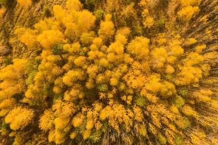 Aerial view over forest in autumn.の写真素材