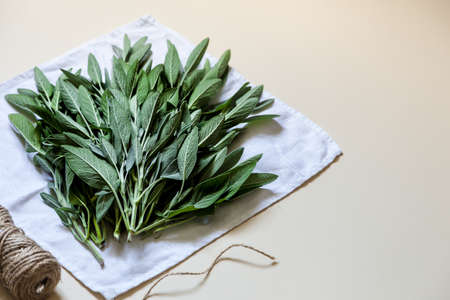 Salvia officinalis. Sage leaves, Garden sage. Copy spaceの写真素材