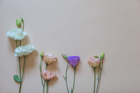 beautiful flowers on a delicate background. selective focus, Flat lay, top view, copy spaceの写真素材