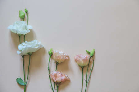 beautiful flowers on a delicate background. selective focus, Flat lay, top view, copy spaceの写真素材