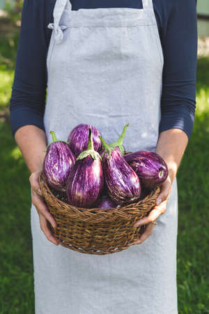 fresh ripe eggplant in a basket in the hands of a woman farmer.の写真素材