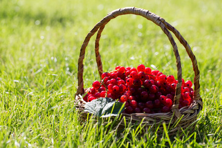 red currants in a basket in the garden on the grass. healthy berry with antioxidants.の写真素材
