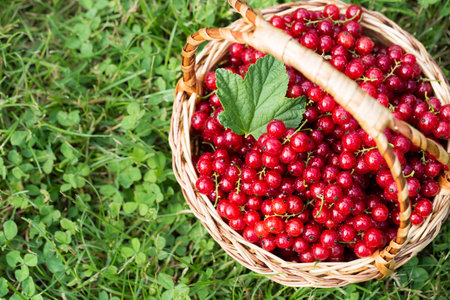 red currants in a basket in the garden on the grass. healthy berry with antioxidants.の写真素材