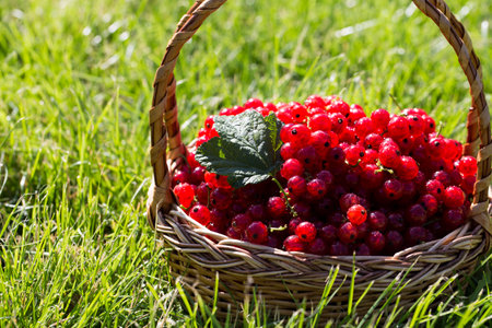 red currants in a basket in the garden on the grass. healthy berry with antioxidants.の写真素材
