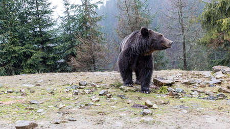 Brown bear (lat. Ursus arctos) stainding in the forest. bear for a walkの写真素材