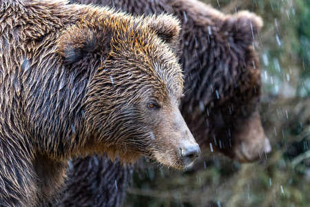 Brown bear (lat. Ursus arctos) stainding in the forest. bear for a walkの写真素材