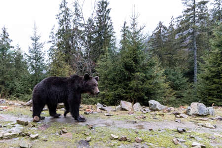 Brown bear (lat. Ursus arctos) stainding in the forest. bear for a walkの写真素材