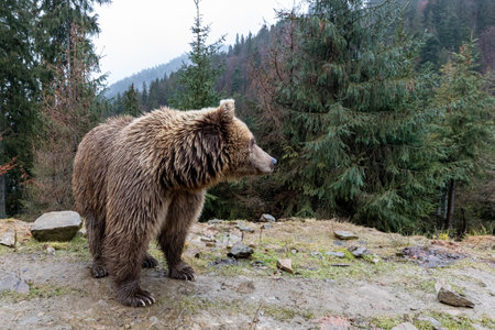 Brown bear (lat. Ursus arctos) stainding in the forest. bear for a walkの写真素材